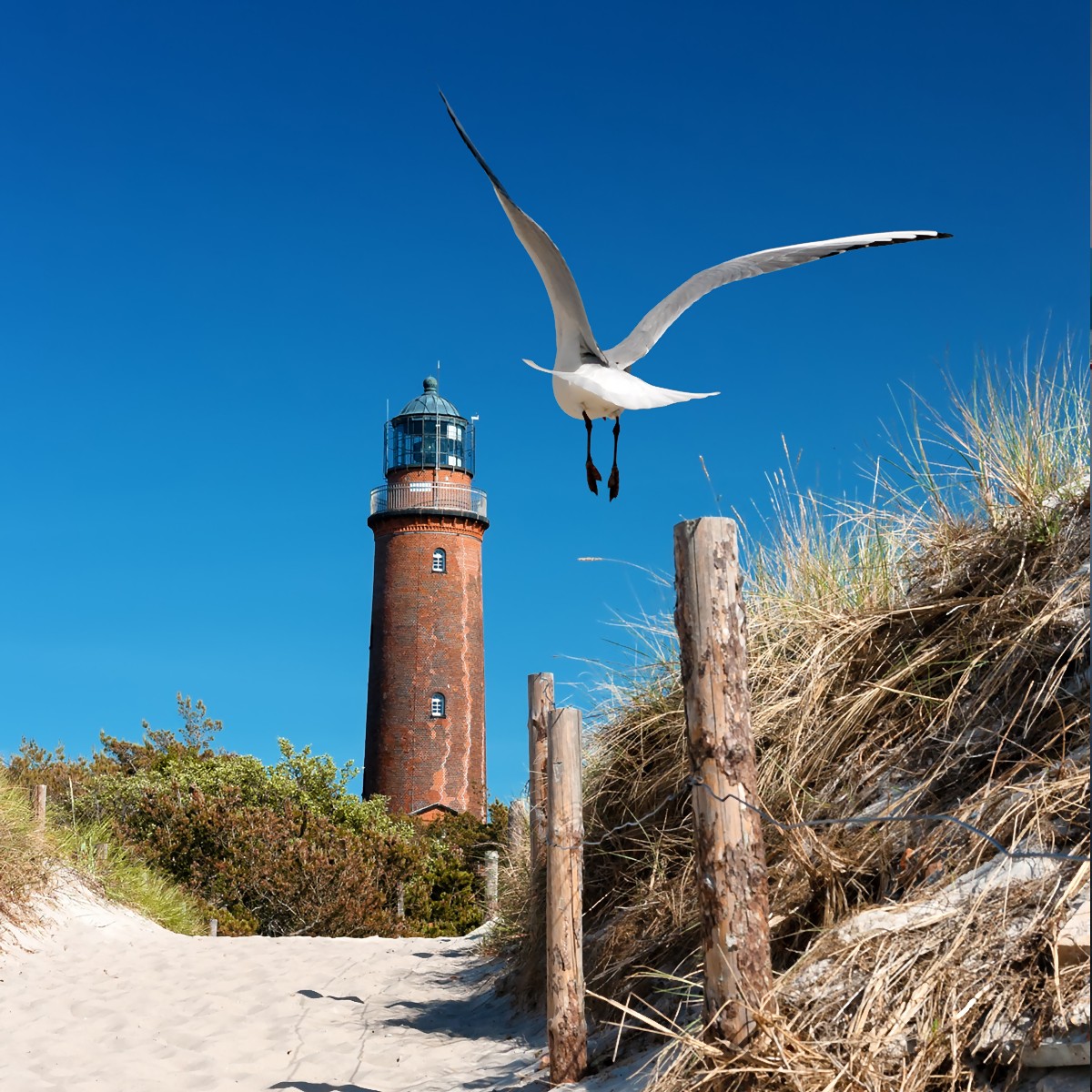 Wallario Kühlschrank Aufkleber - Möwe Am Strand Mit Leuchtturm Motiv 60x80 Cm