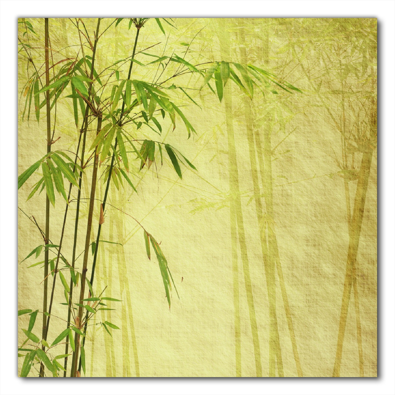 schwarzer bambus hecke Schwarzer Bambus (Phyllostachys nigra) | 150-175 cm im Topf