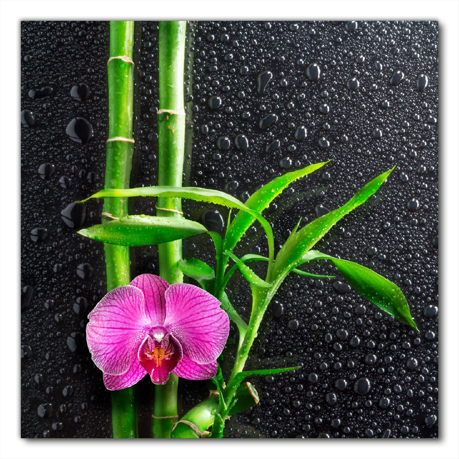 Selbstklebende Mbelfolie Bambus und pinke Orchidee auf schwarzem Glas mit  Regentropfen | Wallario.de