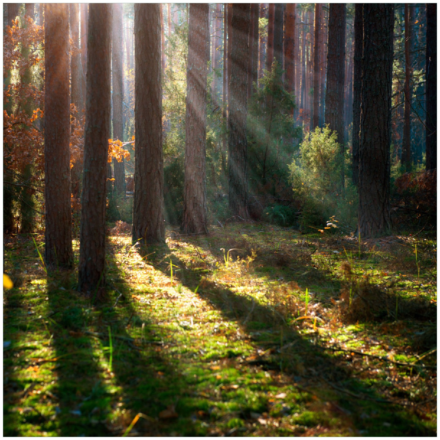 Dekorfolie Wald - weißer Herbstwald auf transp. Folie