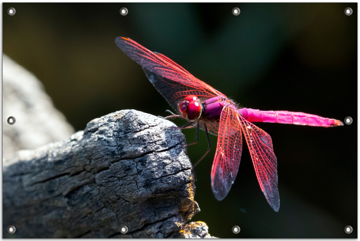 Gartenposter Pinke Libelle auf einem Stein