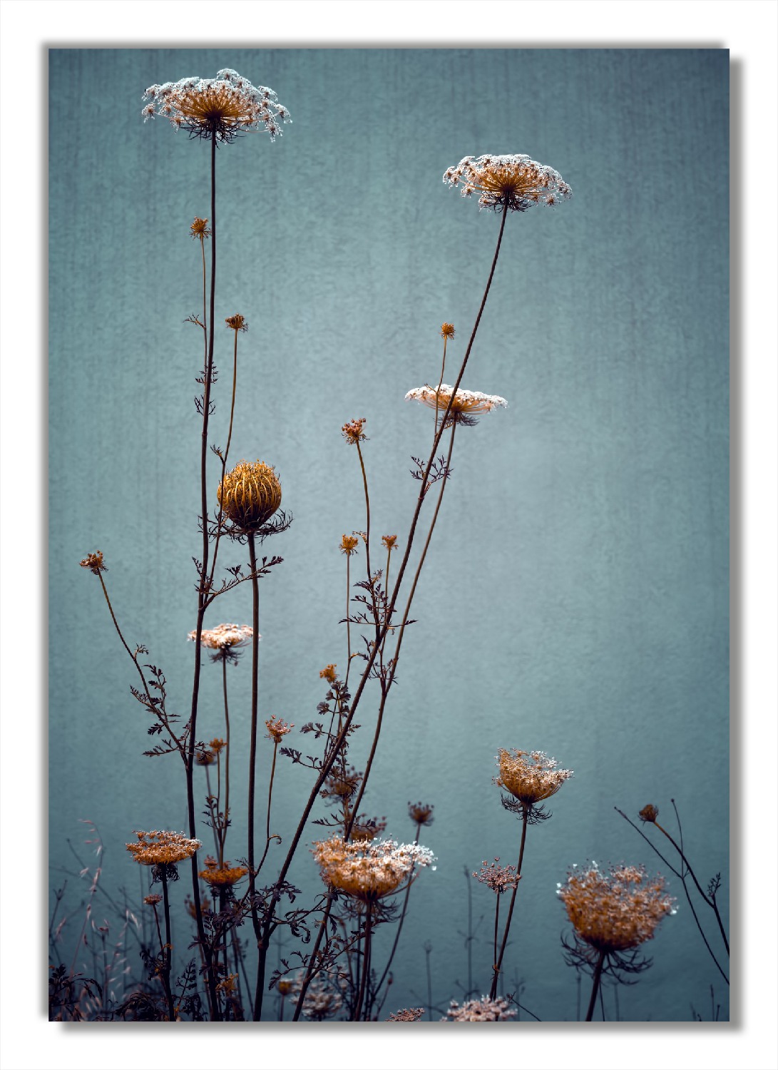 Glasbild Filigrane Wildblumen | Posterdepot. de