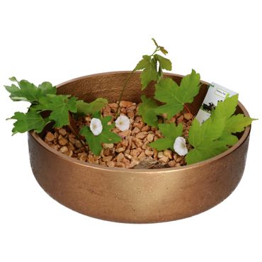 Ethan Dekoschale Größe: XL Bronze Ø 39 cm - P3041-S1-35