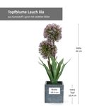 B. F. Topfpflanze LAUCH lila aus Kunststoff - 1012228_Bild_3