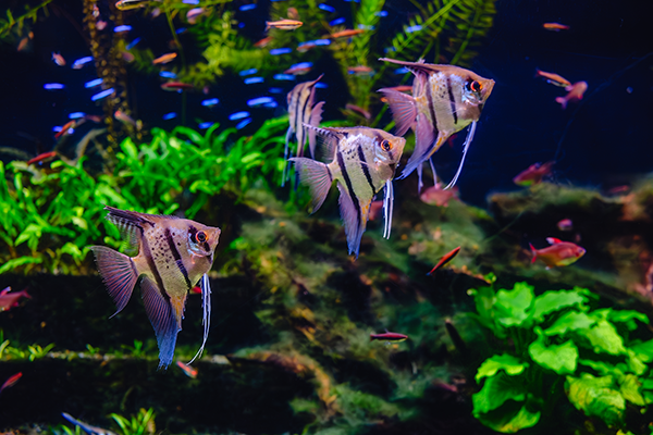 Bunte Fische im Aquarium