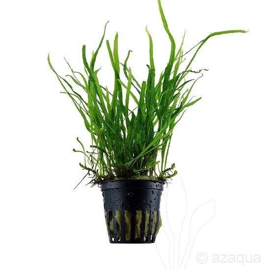 Produktbild einer Wasserpflanze