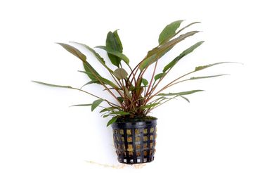 Cryptocoryne beckettii Beckett's Wasserkelch im Topf