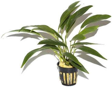 Anubias barteri var, glabra ( angustifolia) im Topf Wasserpflanzen Aquariumpflanzen