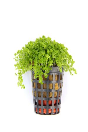 Hemianthus callitrichoides 'Cuba' im Topf  Zwerg-Perlenkraut