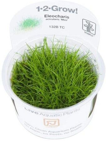 Eleocharis pusilla (parvula+ acicularis+acicularis ''Mini'') In-Vitro 1-2 Grow Wasserpflanzen