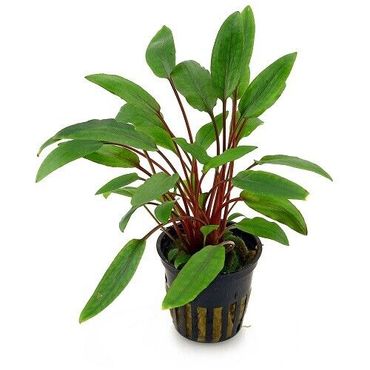 Cryptocoryne beckettii `Petchii` Wasserkelch Topf