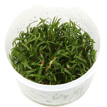 Lilaeopsis brasiliensis Brasilianische Graspflanze in Vitro