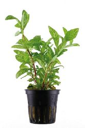 5703249050205.jpg 5703249050205.jpg