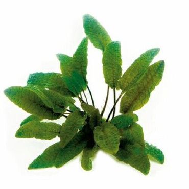 Cryptocoryne wendetii  Braun Wasserpflanze