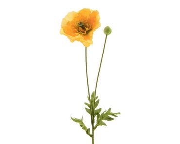 Blume Seidenblume Mohnblume mit Knopse gelb