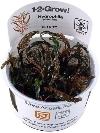Hygrophila pinnatifida Wasserpflanze Aquarium  In-Vitro