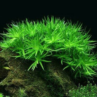 Heteranthera zosterifolia  in Vitro Aquariumpflanze