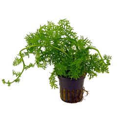 5703249005106.jpg 5703249005106.jpg