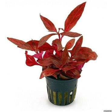 Alternanthera reineckii Rosanervig +Red Ruby Wasserpflanze Aquarium