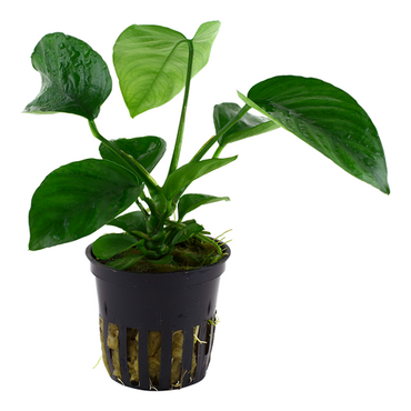 Anubias barteri var. caladiifolia im Topf Wasserpflanzen Aquariumpflanzen