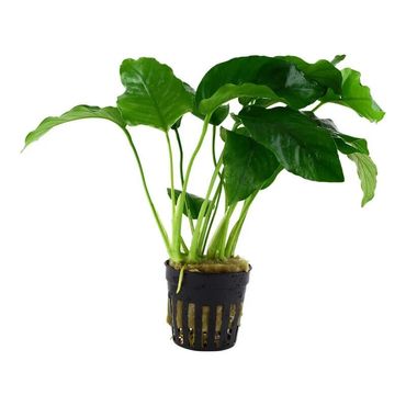 Anubias barteri var. barteri im Topf Wasserpflanzen Aquariumpflanzen