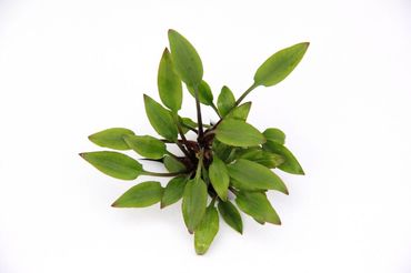 Cryptocoryne lutea Hobbit im Topf Wasserkelch Zwergform Wasserpflanze Aquarium