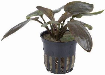 Lagenandra meeboldii Red im Topf