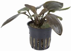 4251377984097.jpg 4251377984097.jpg