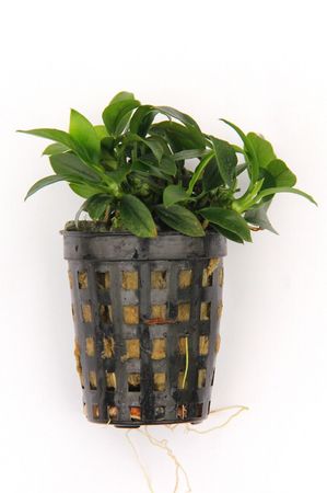 Anubias nana Bonsai Wasserpflanze