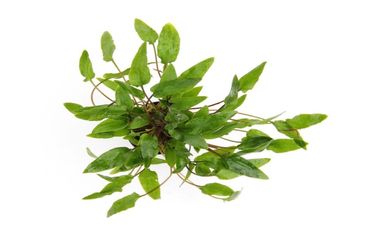 Cryptocoryne wendtii Grün Wasserpflanze