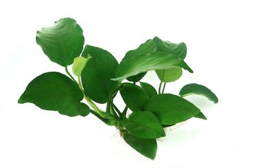 Anubias barteri Wasserpflanze