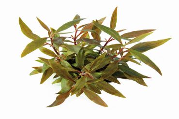 Alternanthera reineckii Mini In-Vitro Wasserpflanze
