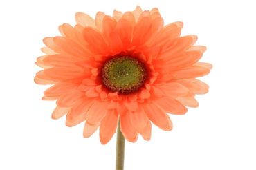 Blume Seidenblume Gerbera Kunstblume Dekoblume  Tischdeko orange