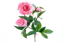 8718533719208.jpg 8718533719208.jpg