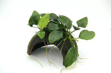 Coco Cave mit Anubias nana Aquariumpflanzen