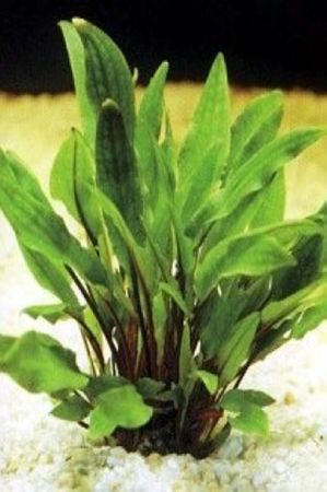 Cryptocoryne lutea Wasserkelch  Wasserpflanze Aquarium