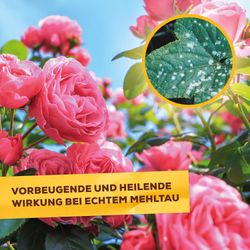 3664715031338-4.jpg 3664715031338-4.jpg