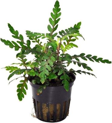 Hygrophila pinnatifida Wasserpflanze Aquarium in Topf
