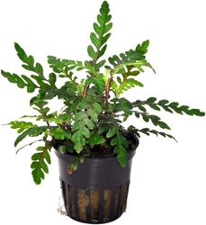 4251377959606.jpg 4251377959606.jpg