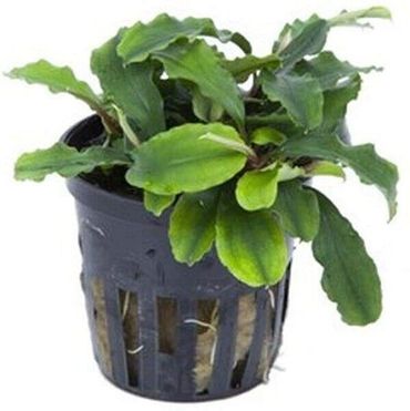 Bucephalandra 'Wavy Green' oder Wavy Leaf oder 'Bukit Kelam' Topf  Wasserpflanzen
