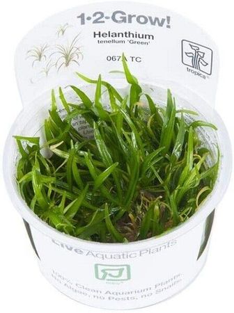 Helanthium tenellum 'Green'  in Vitro 1-2 Grow Wasserpflanzen