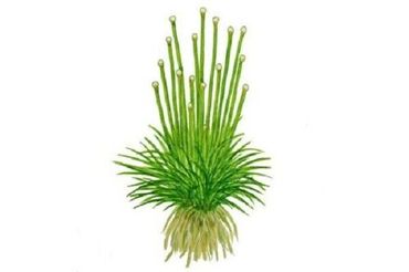 Eriocaulon cinereum in-Vitro