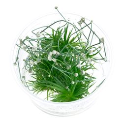 4064602037112.jpg 4064602037112.jpg