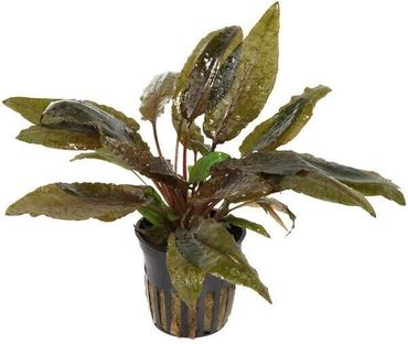 Cryptocoryne wendtii 'Tropica' Topf Wasserpflanzen Aquariumpflanzen