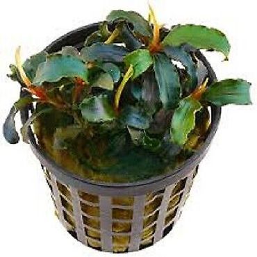 Bucephalandra 'Red' im Topf  Wasserpflanzen Aquariumpflanzen