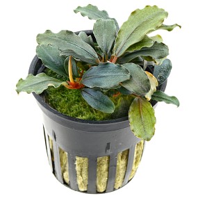 Bucephalandra 'Red' im Topf  Wasserpflanzen Aquariumpflanzen