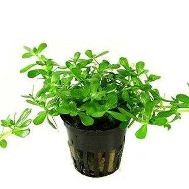 Bacopa monnieri Compact  kleines Fettblatt Aquarium Pflanze