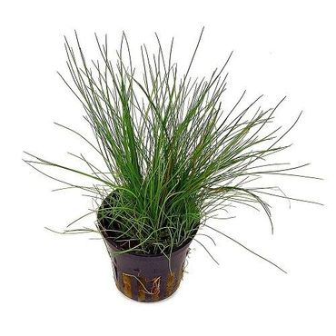 Eleocharis pusilla (parvula+acicularis) im Topf Wasserpflanzen Aquariumpflanzen