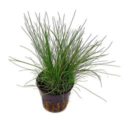 5703249132307.jpg 5703249132307.jpg