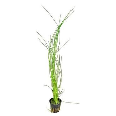 Eleocharis montevidensis im Topf Wasserpflanzen Aquariumpflanzen